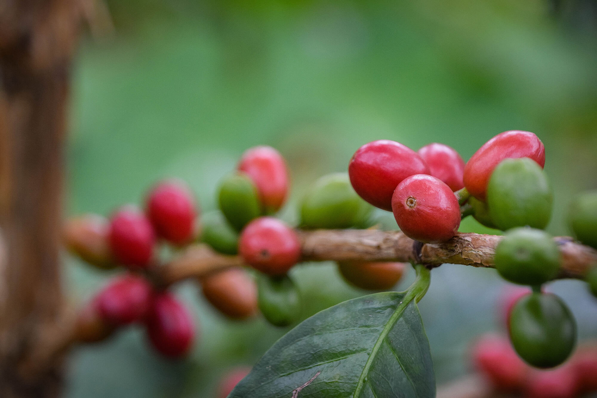 The Coffee Officina coffee cherry