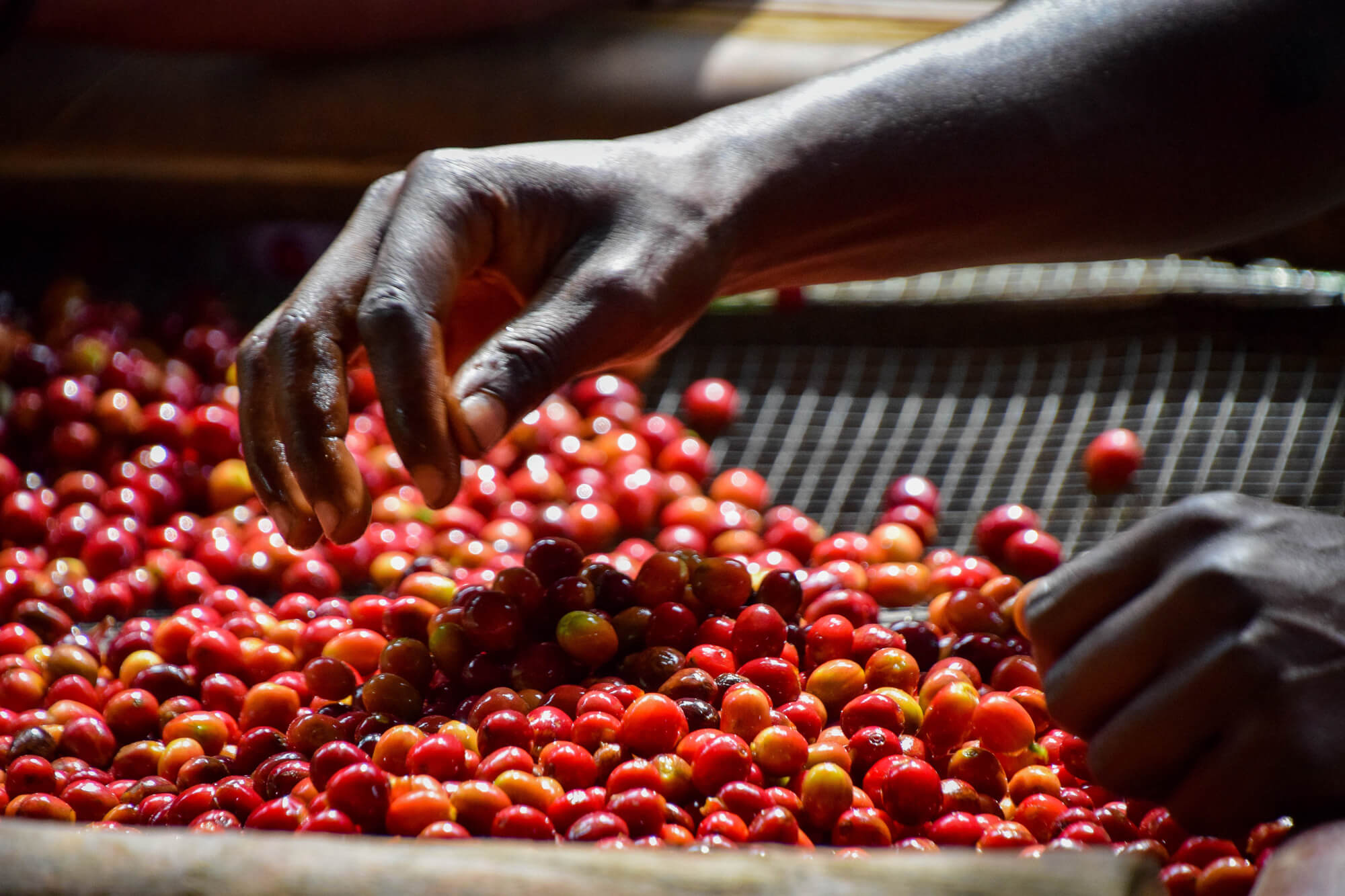 The Coffee Officina Cascara Coffee Cherry Tea and Migoti Hill Burundi coffee process 4