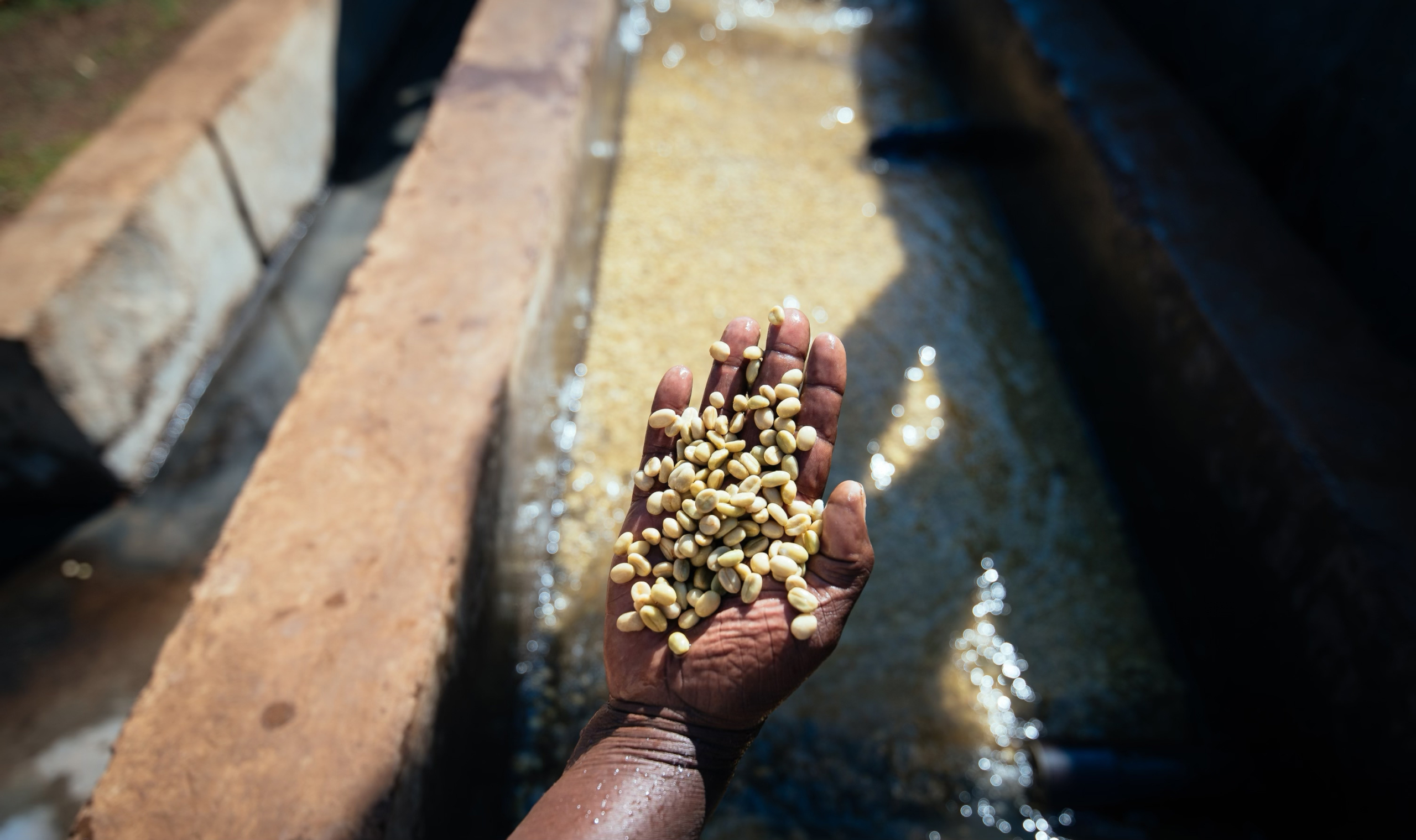 The Coffee Officina Guji Uraga Ethiopia Single Origin crop 2024