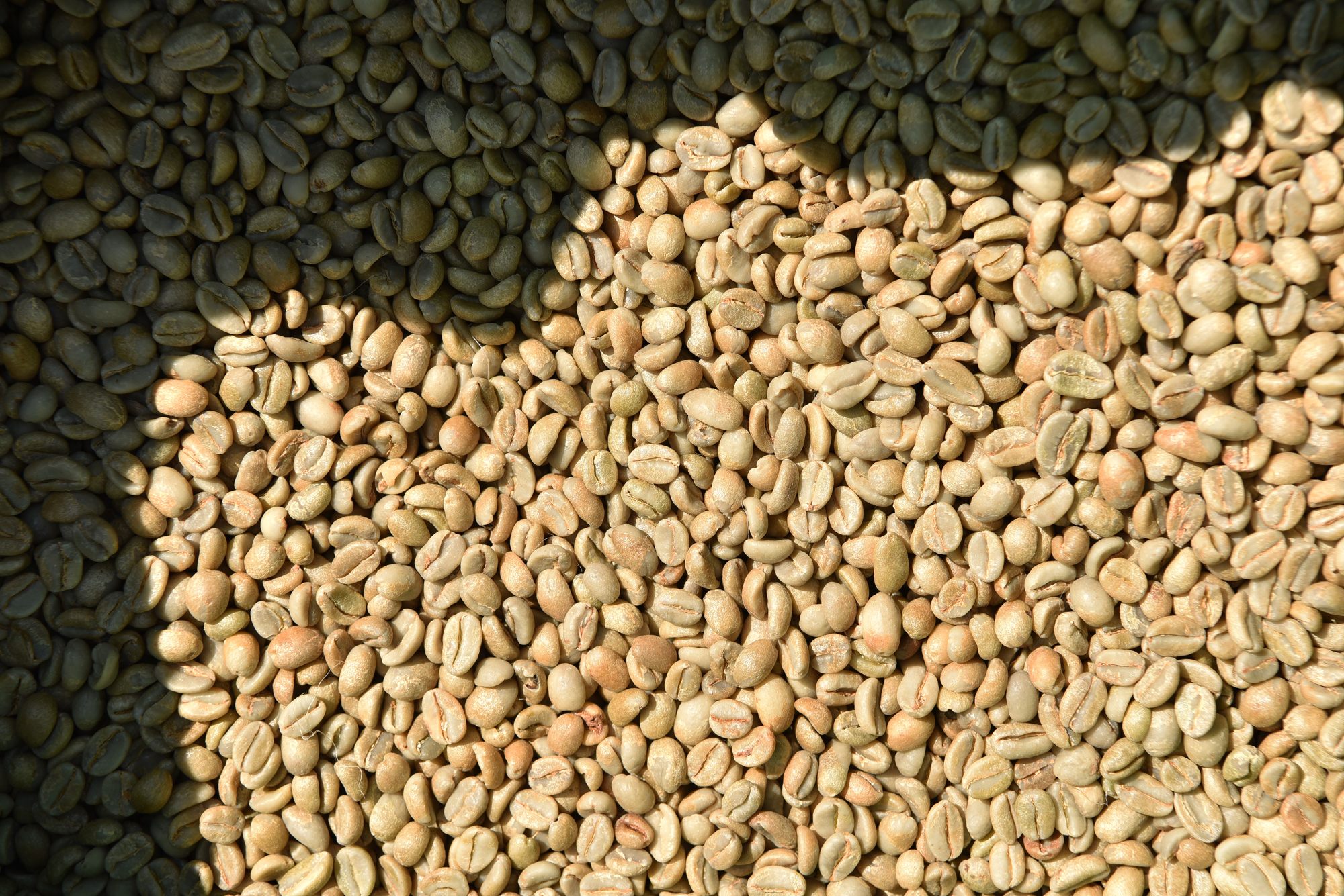 Kefalech-Tariku-Ethiopia