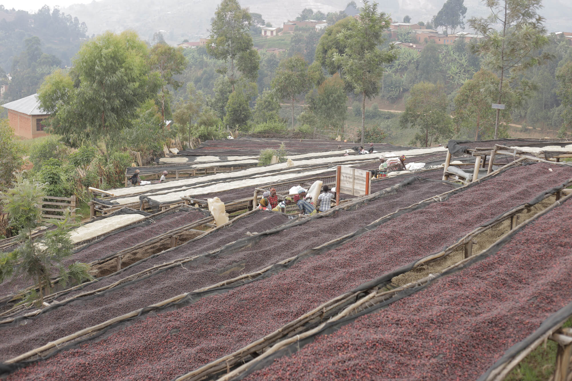The Coffee Officina Migoti Hill Lot 21 Burundi coffee drying process