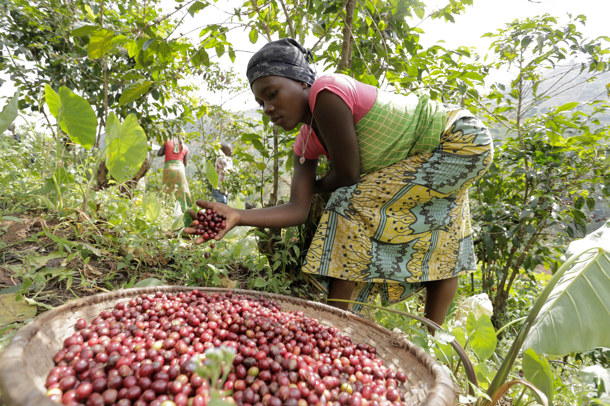 The Coffee Officina Cascara Coffee Cherry Tea and Migoti Hill Burundi coffee process 2