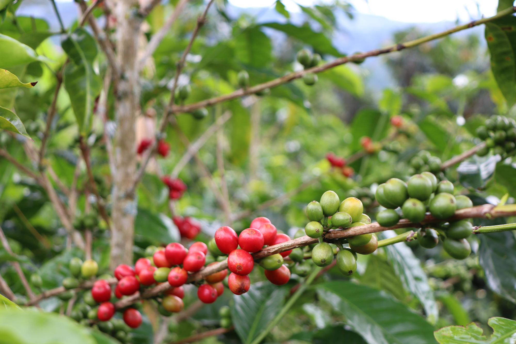 The Coffee Officina San Sebastian Colombia Single Origin