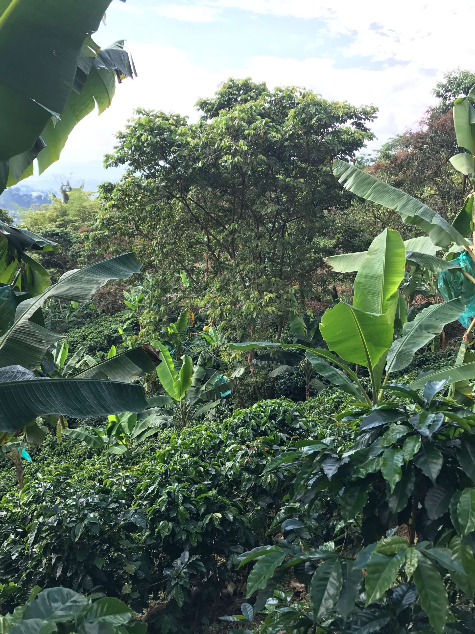 The Coffee Officina San Sebastian Colombia Single Origin 2