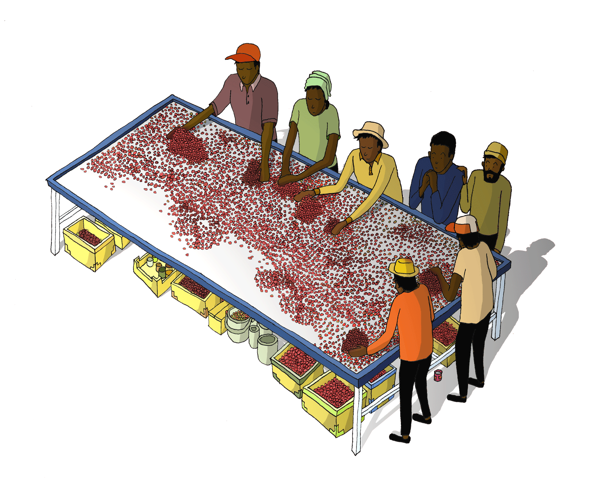 The Coffee Officina coffee beans processing